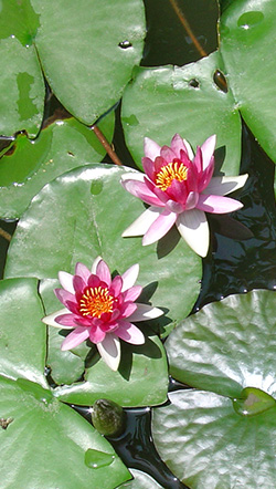 Photo Flickr, palindrome6996